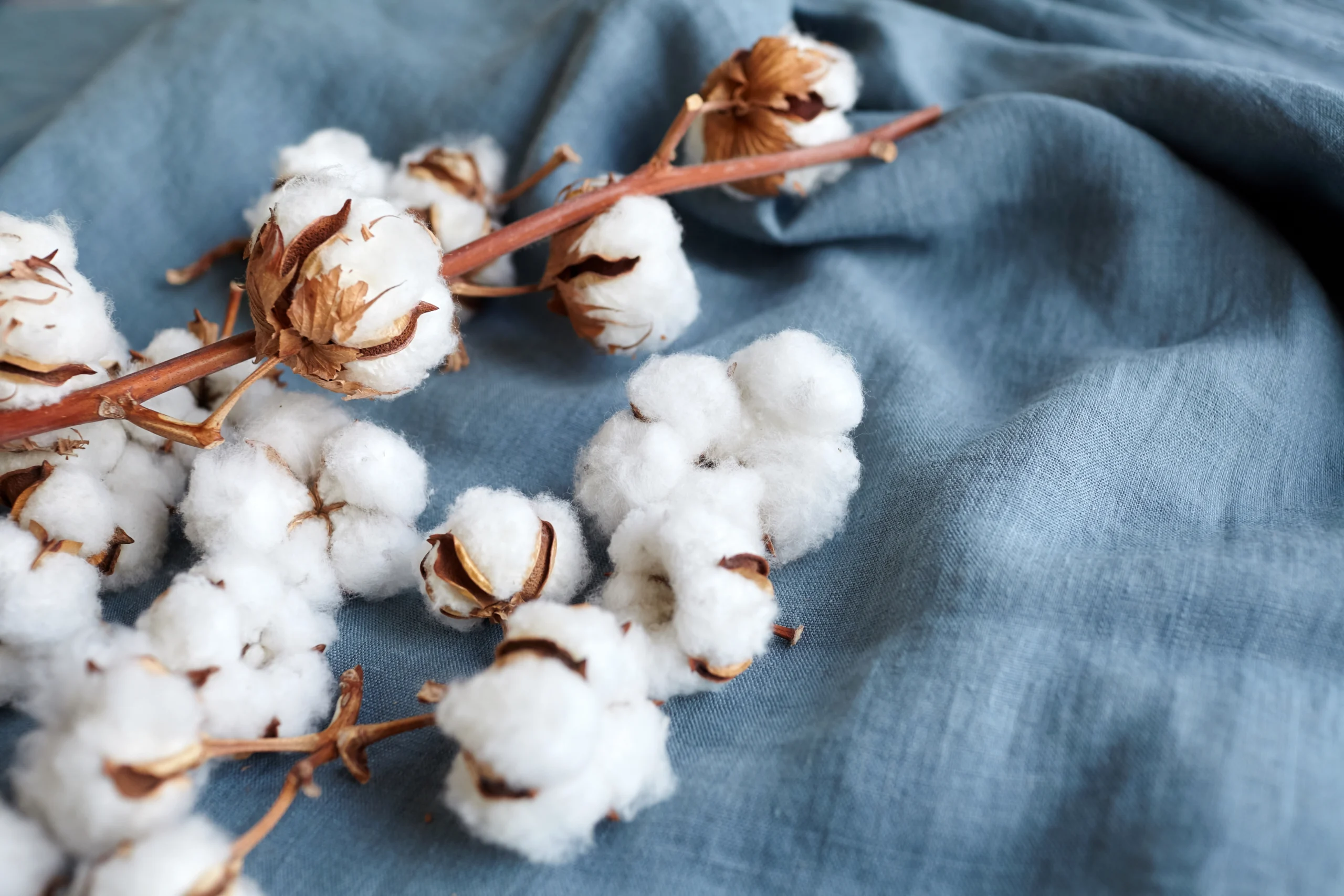 القطن التركي , منذود علة منشفه نسيجية من قطن تركي