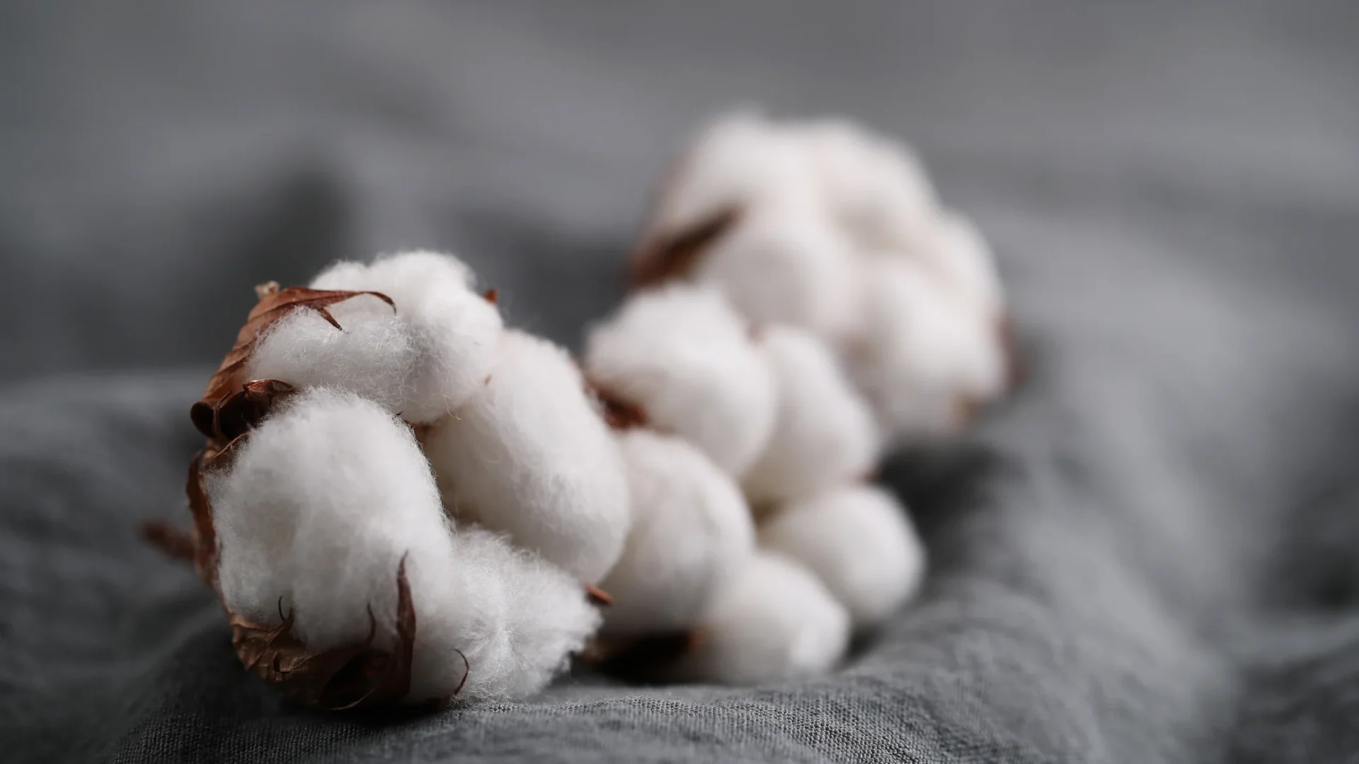 Turkish Cotton on gray fabric