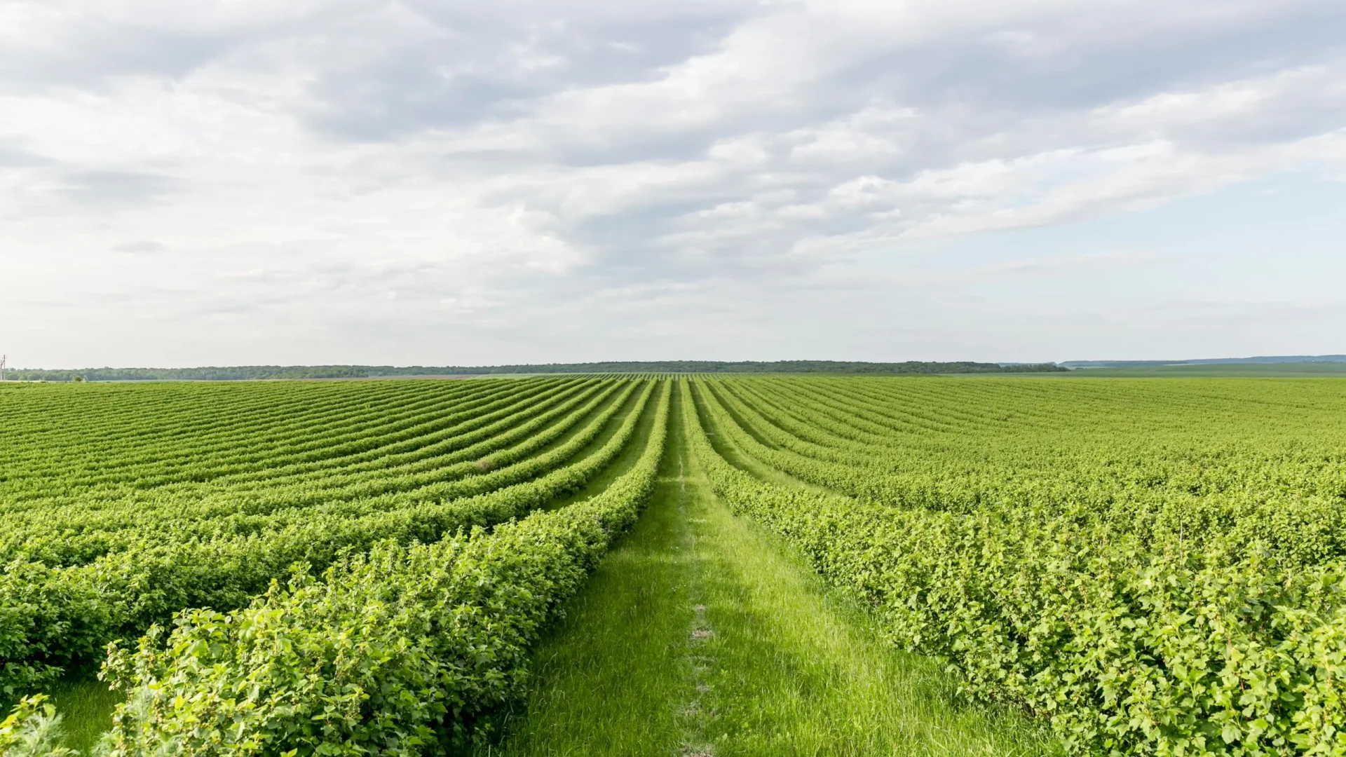 high-angle-farmland-view